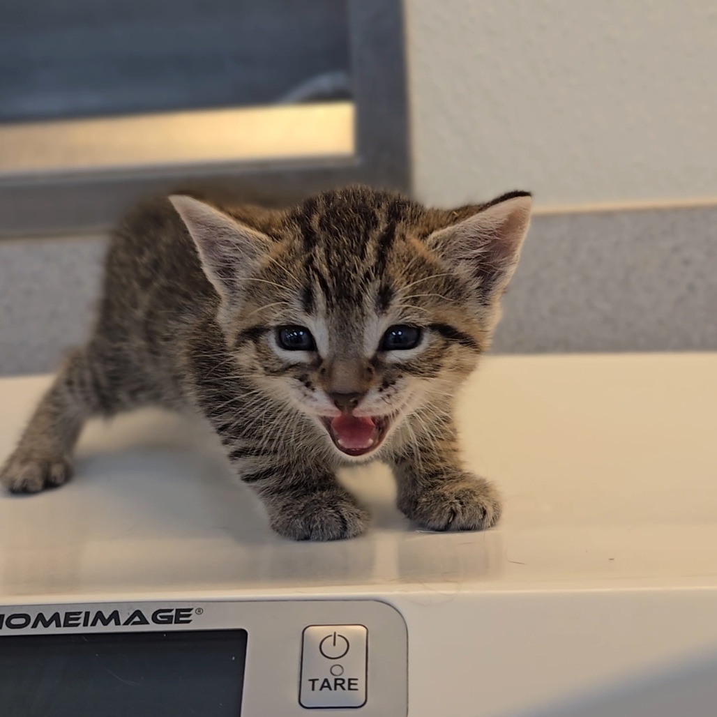 Sassy, available for adoption at PVAS