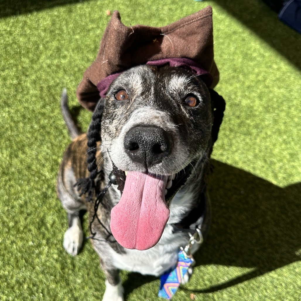 ROCKO - Mixed Breed (Large) available for adoption