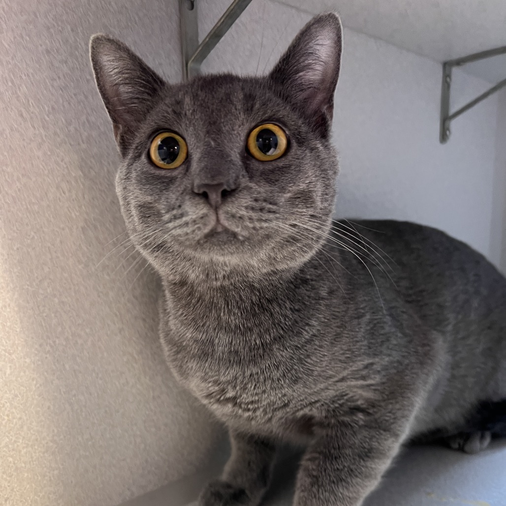 Photo of Mellow