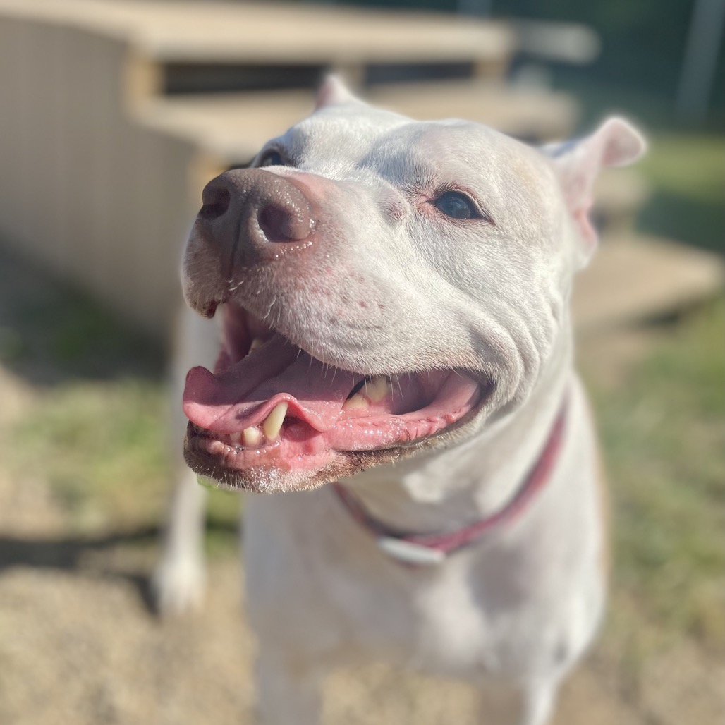 Diamond — thumbnail 3