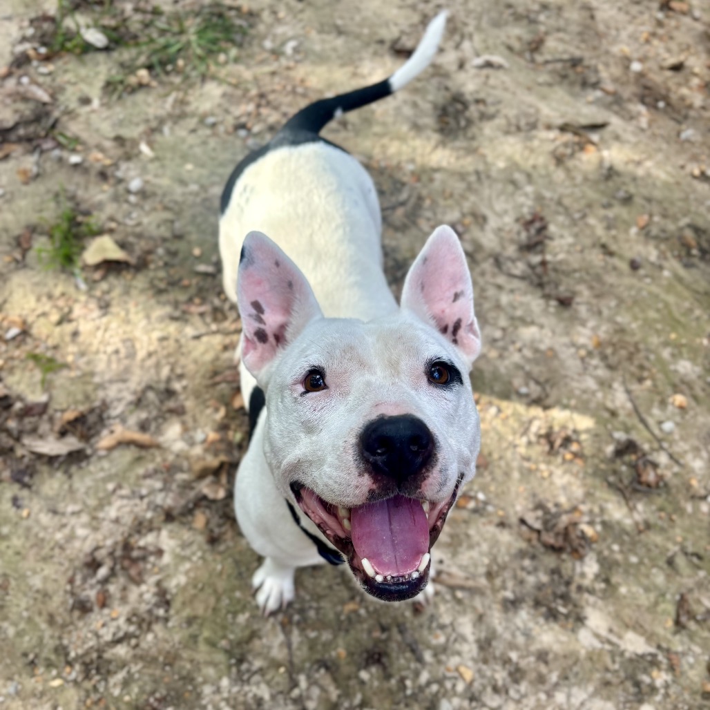 Zoya (Formerly Taco), photo 22