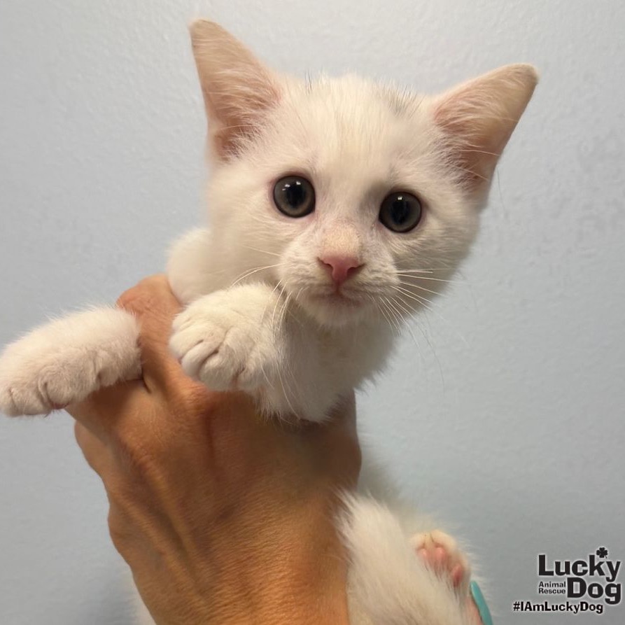 HENDRIX - Domestic Shorthair available for adoption