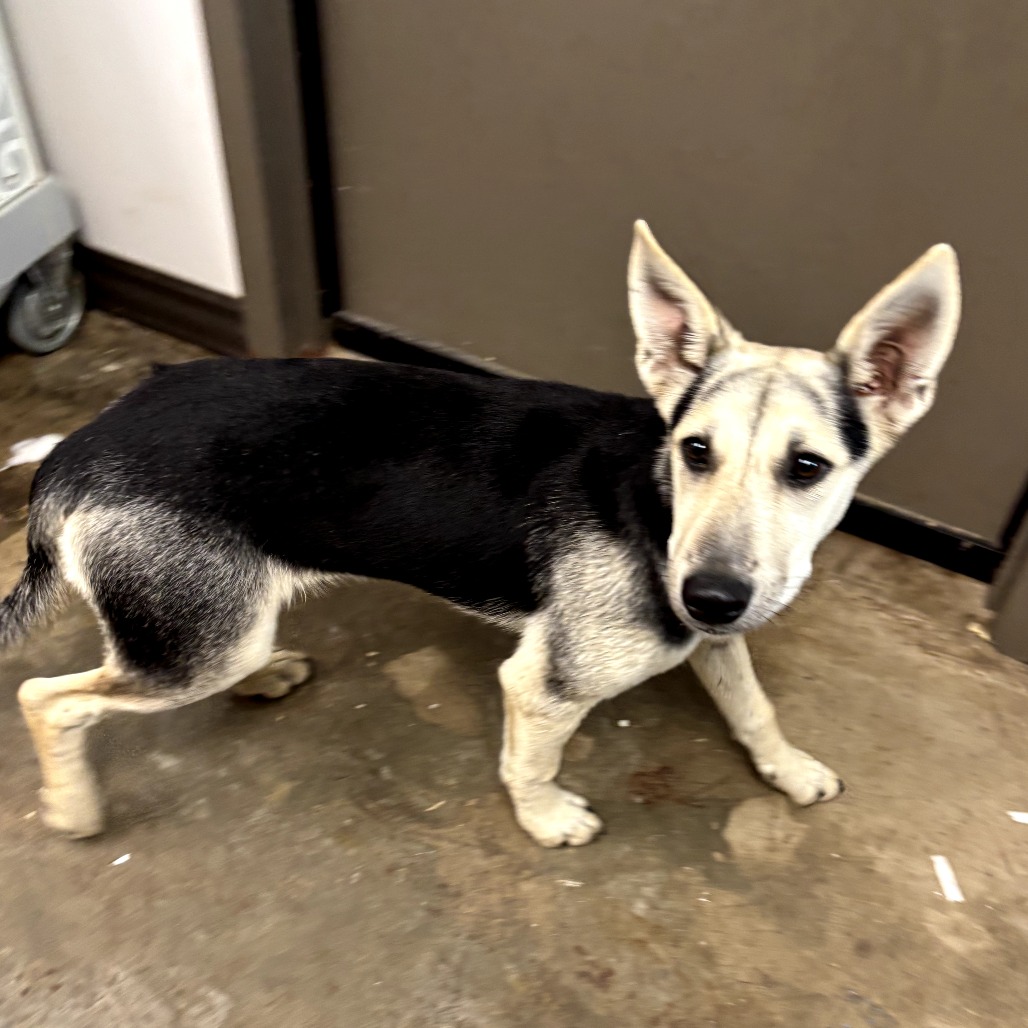 MIFFY - Shepherd, German / Mix available for adoption