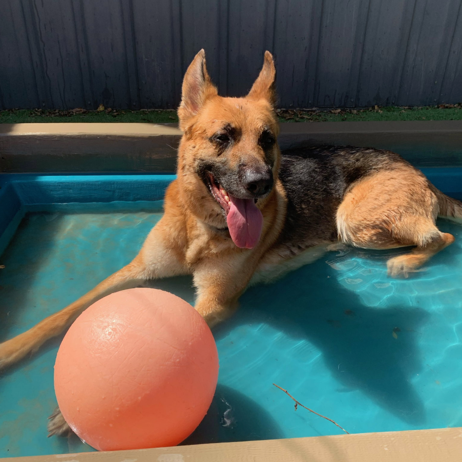 Milo, available for adoption