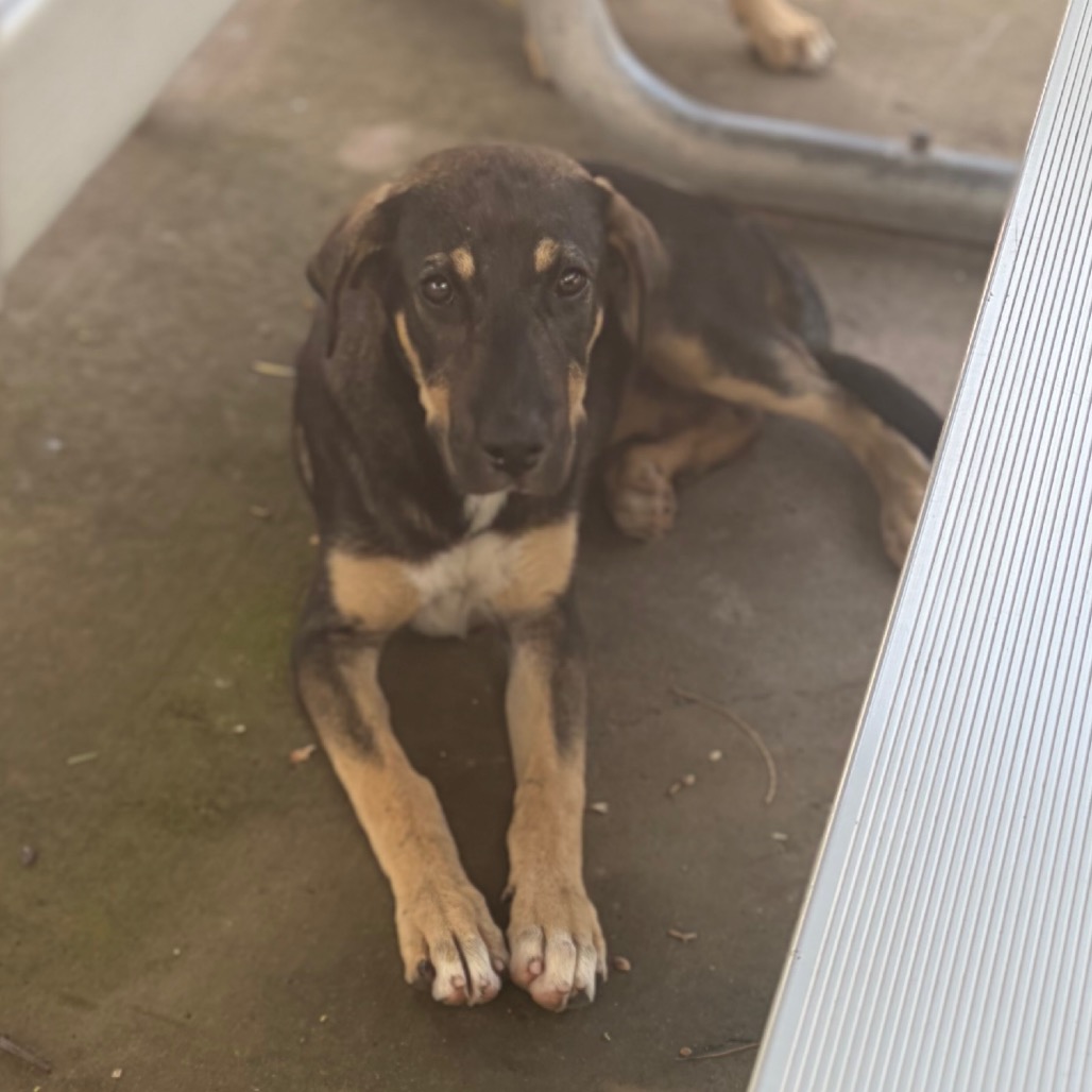 GENICA - Shepherd / Mixed Breed (Medium) available for adoption