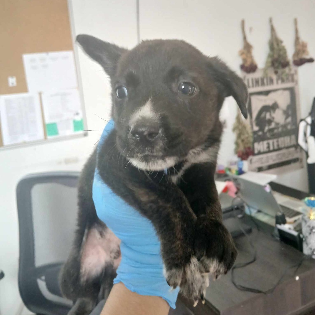 JACK - Shepherd available for adoption