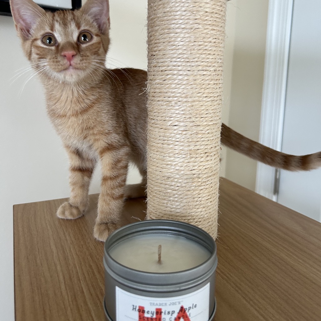 Honeycrisp Apple Scented Candle, photo 4