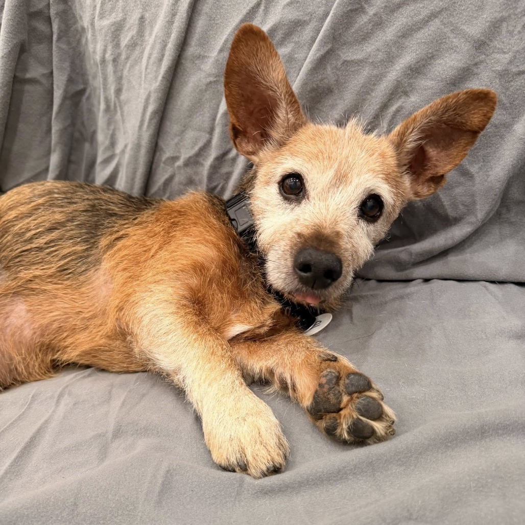 Burl Ives is available for adoption at Frosted Faces Foundation