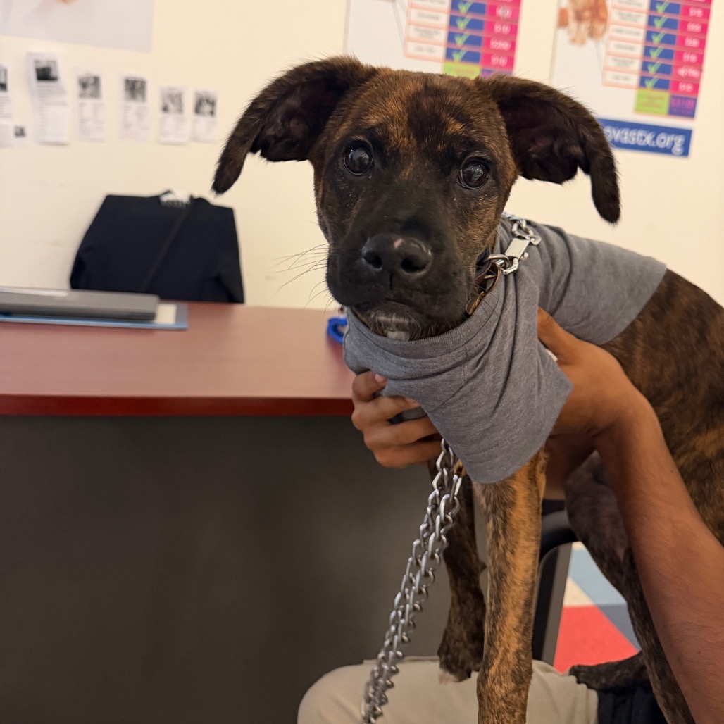 Benny, available for adoption at PVAS