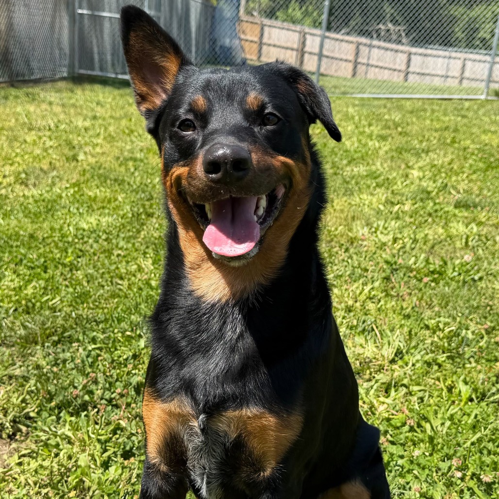 FLIP FLOP - Rottweiler / Mix available for adoption