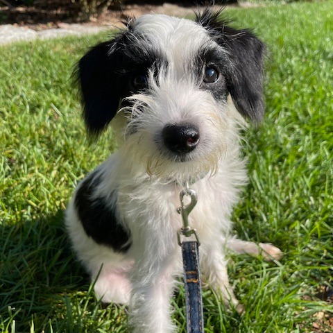 BESSIE - Terrier / Poodle available for adoption
