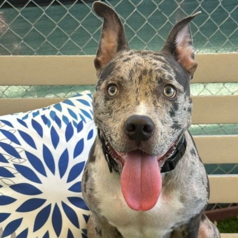 BAILEY - Terrier, Pit Bull / Catahoula Leopard Dog available for adoption