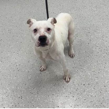 Frosty — thumbnail 2