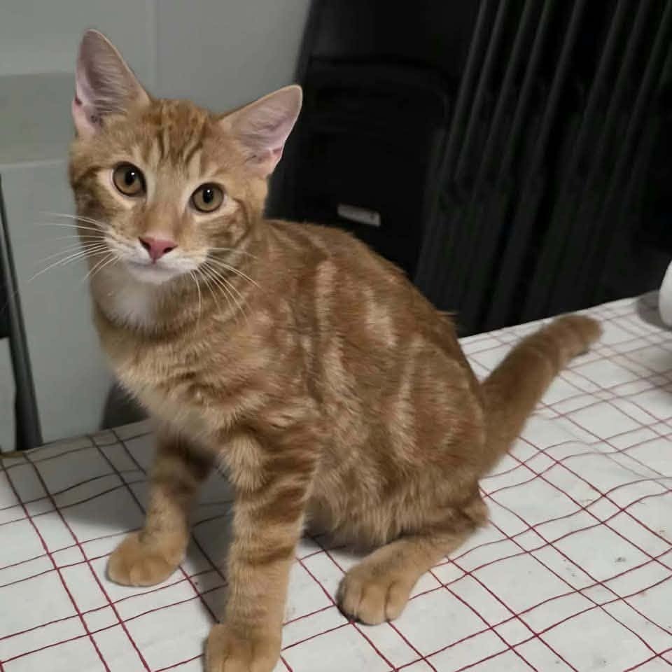 BUTTERSCOTCH - Domestic Shorthair available for adoption
