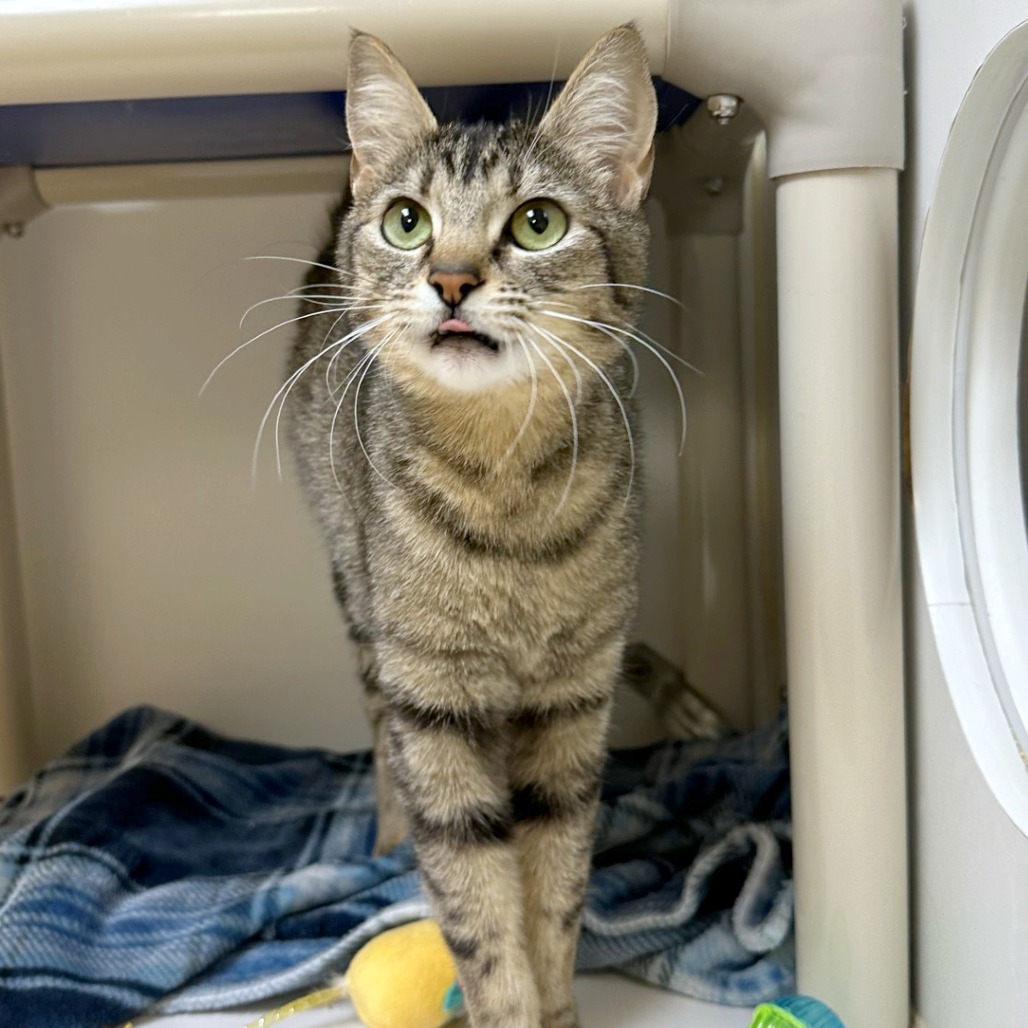 Nancy Drew — thumbnail 3