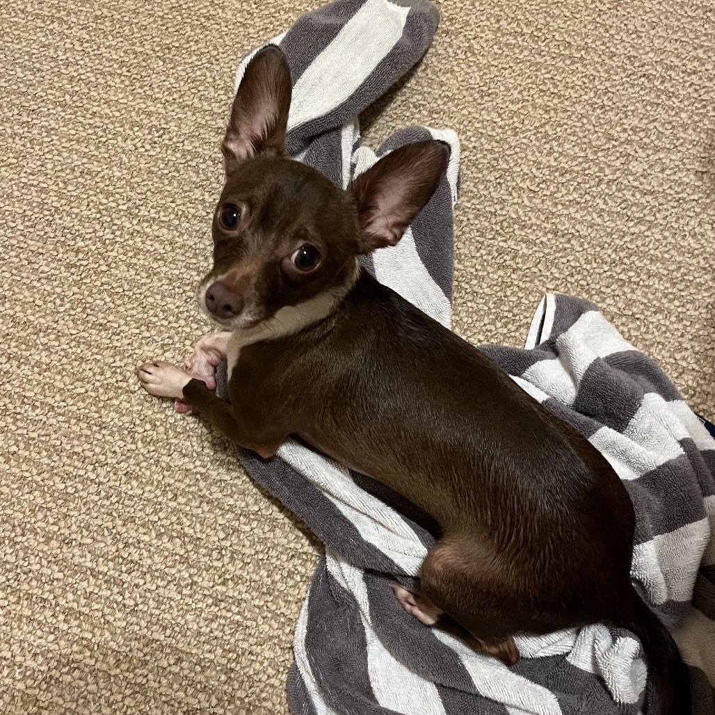 Pablo, photo 3