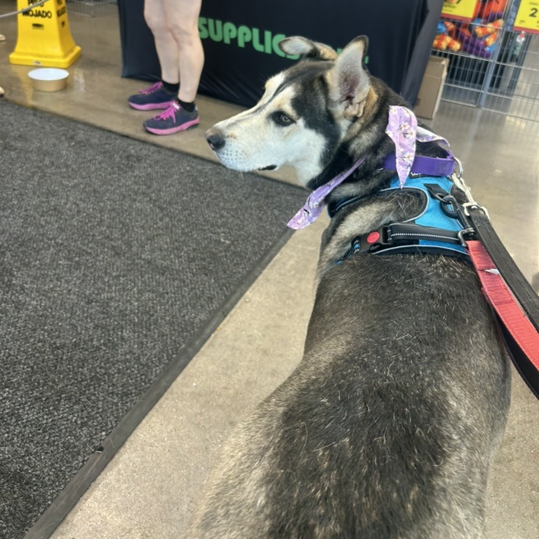BINDI, photo 20
