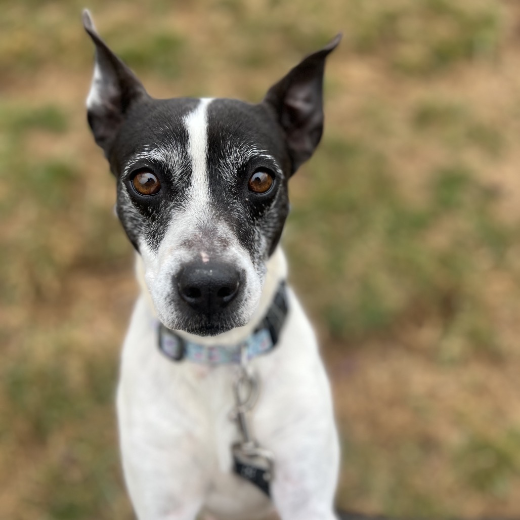 Tilly — thumbnail 3