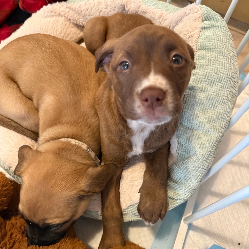 Orion — thumbnail 9