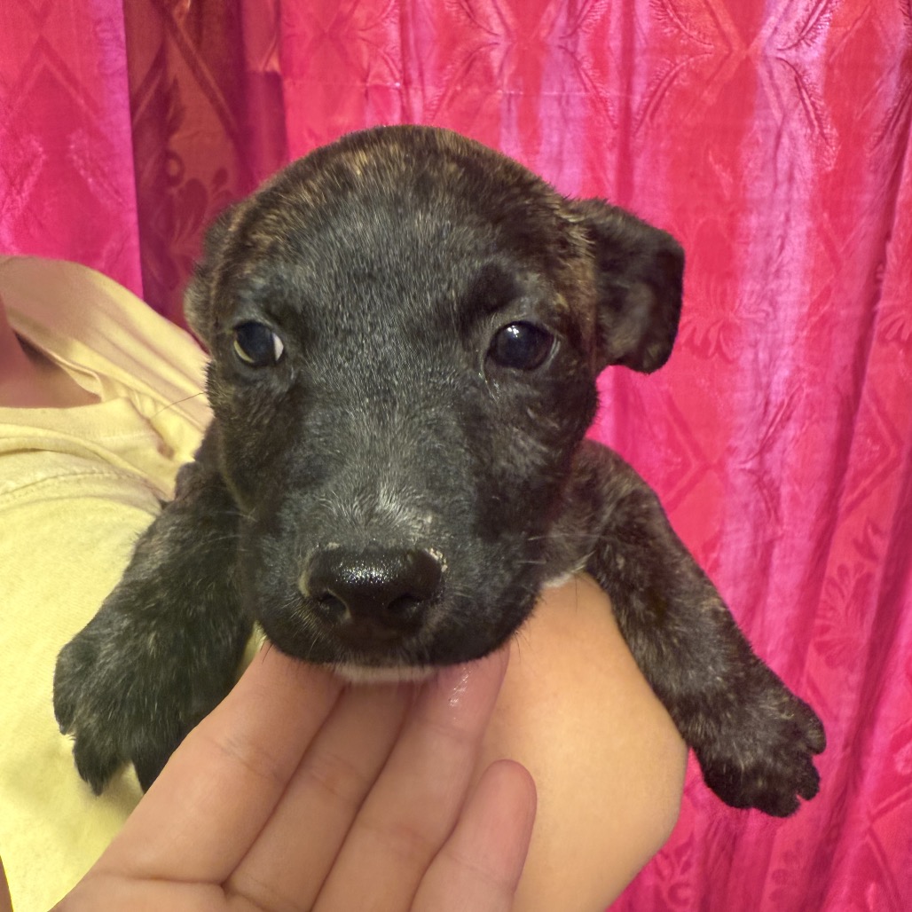 STITCH JR - Mixed Breed (Small) available for adoption