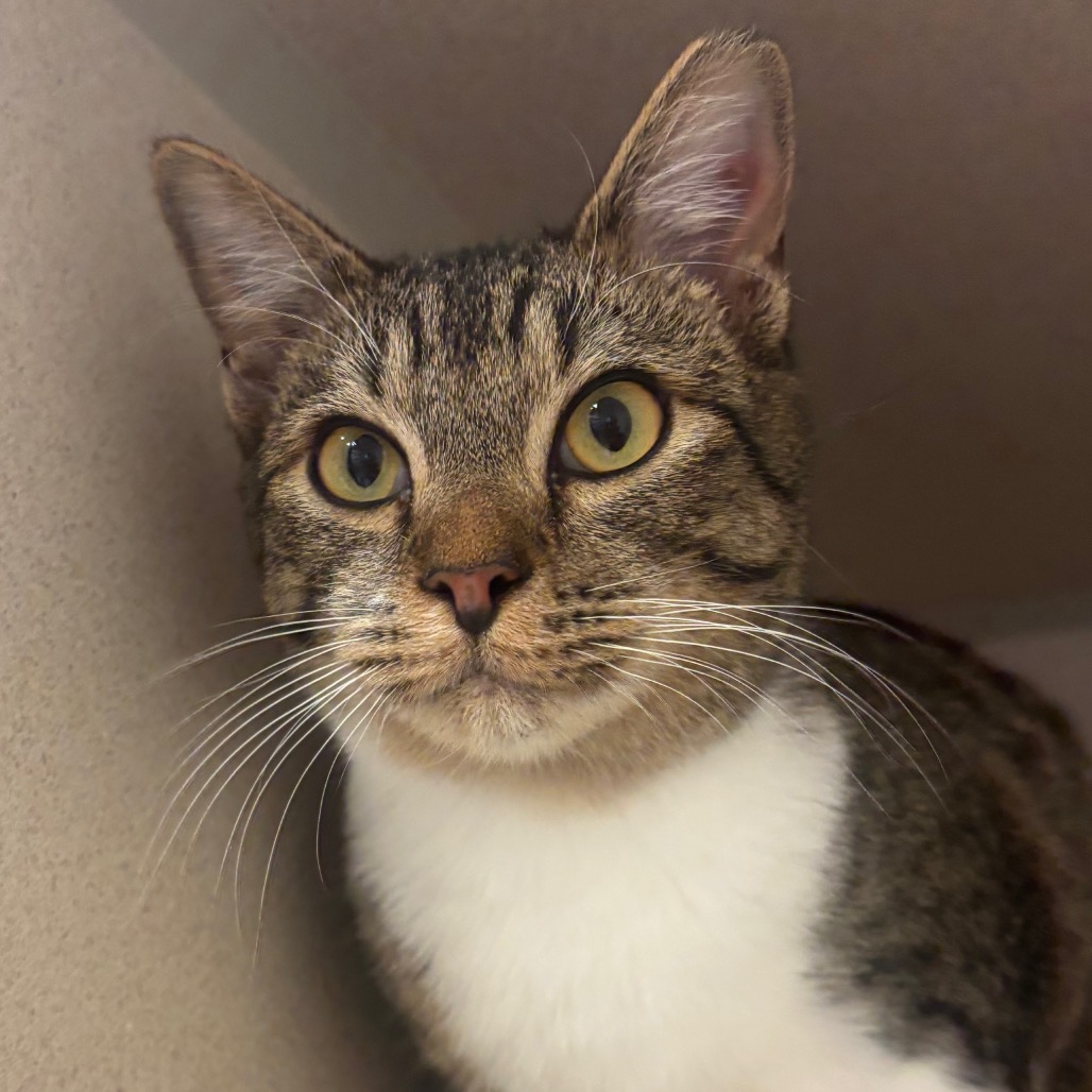 Ranger - Domestic Shorthair