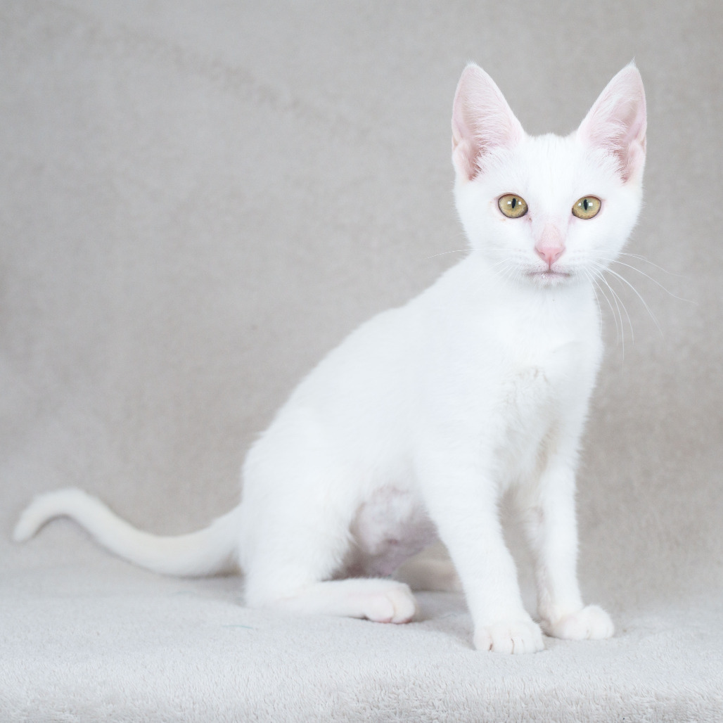 Yuki