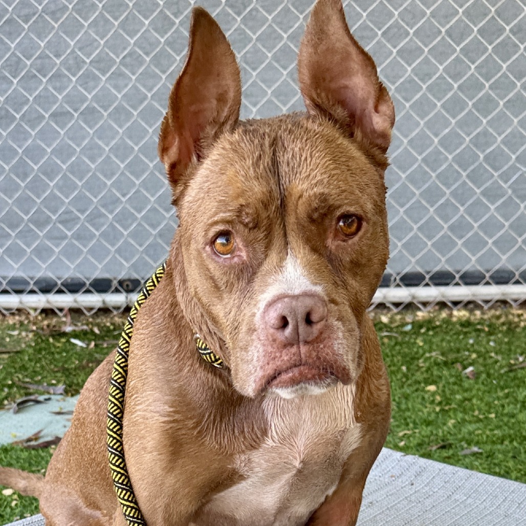 AMORE - Terrier / Pit Bull available for adoption