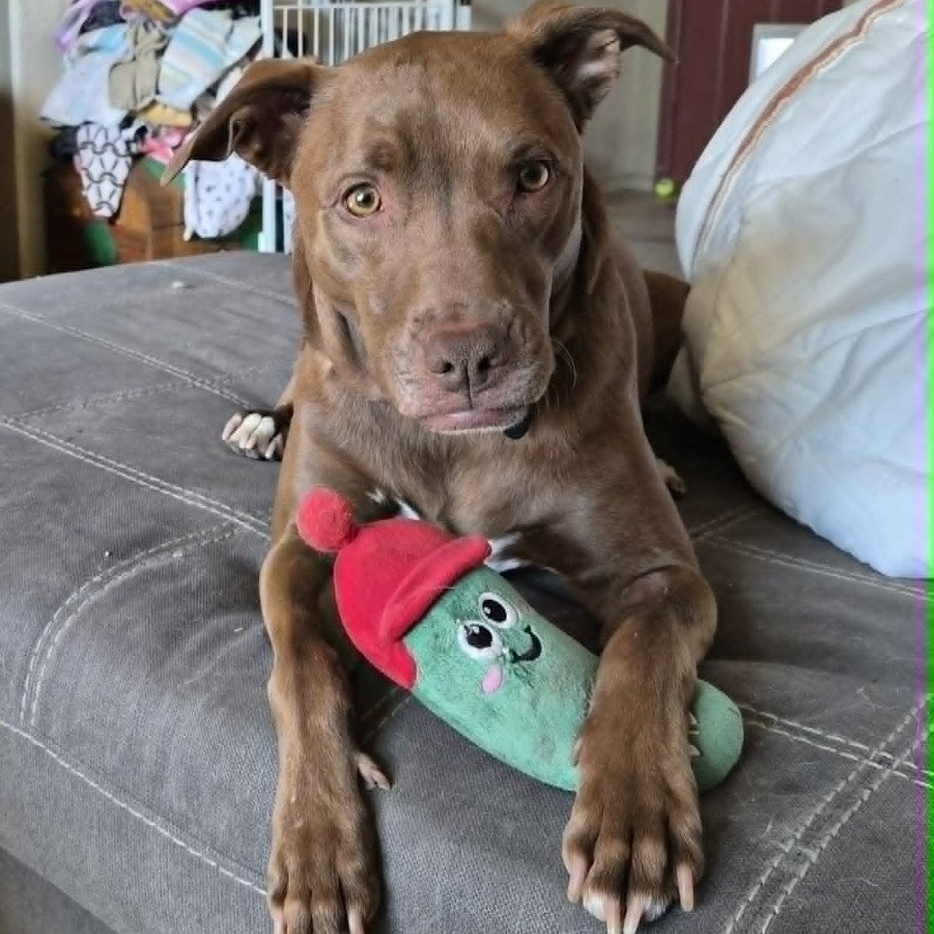 DAVEY - PAWS - Mixed Breed (Medium) for adoption in Las Cruces