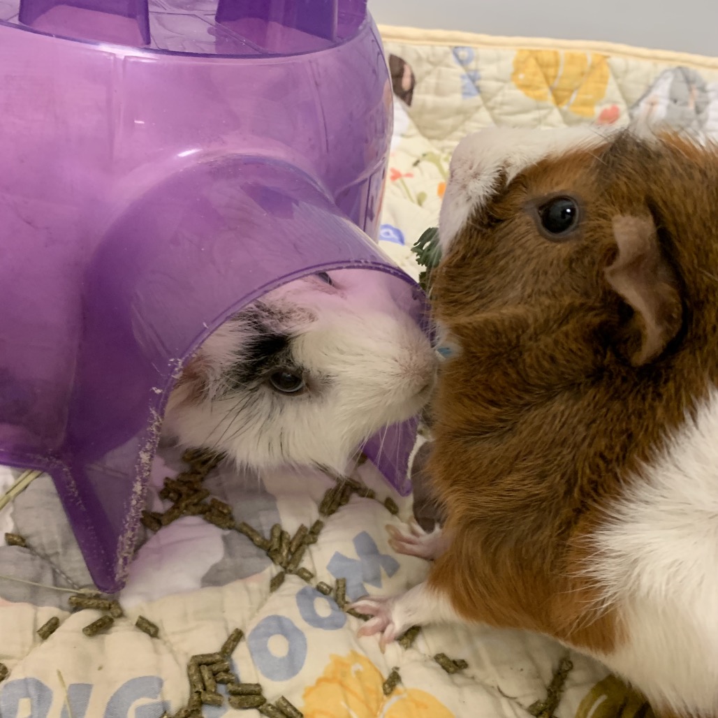 Nitro & Gemini, photo 10