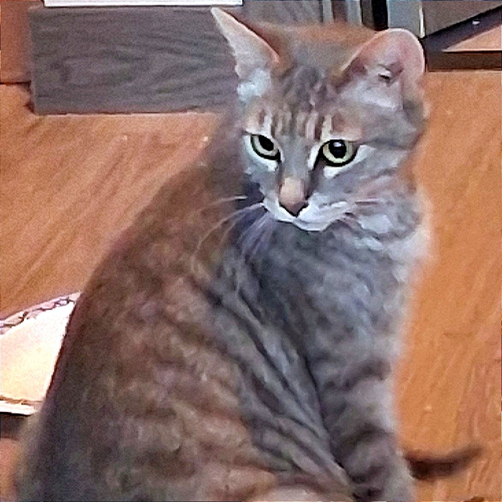 Photo of Missy