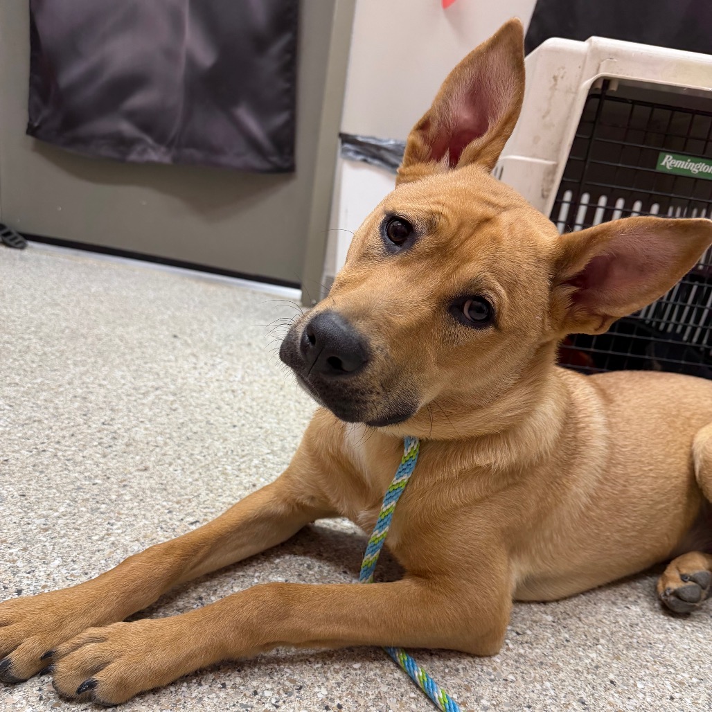 Cyrus — thumbnail 2