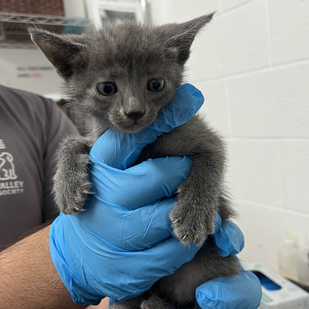 JIFFY - Domestic Shorthair available for adoption