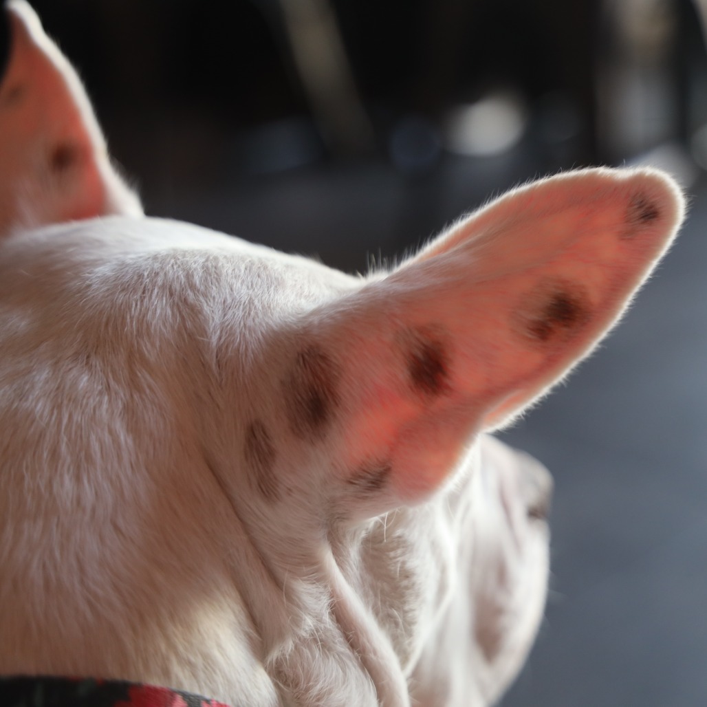 Princess Zelda — thumbnail 3