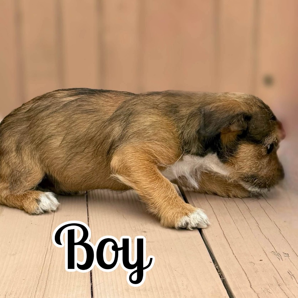 Boy, photo 3