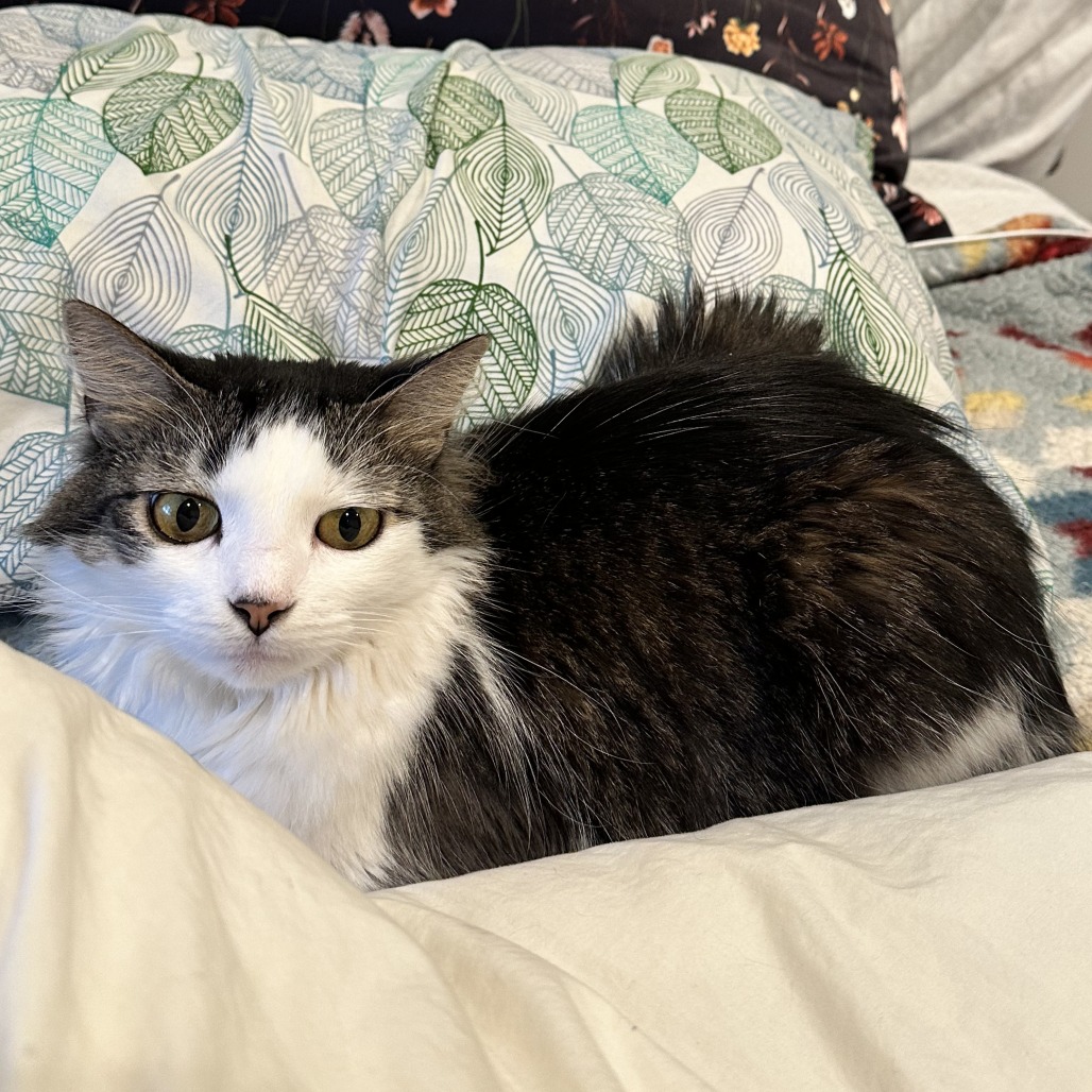 Blossom- $0 Adoption Fee!