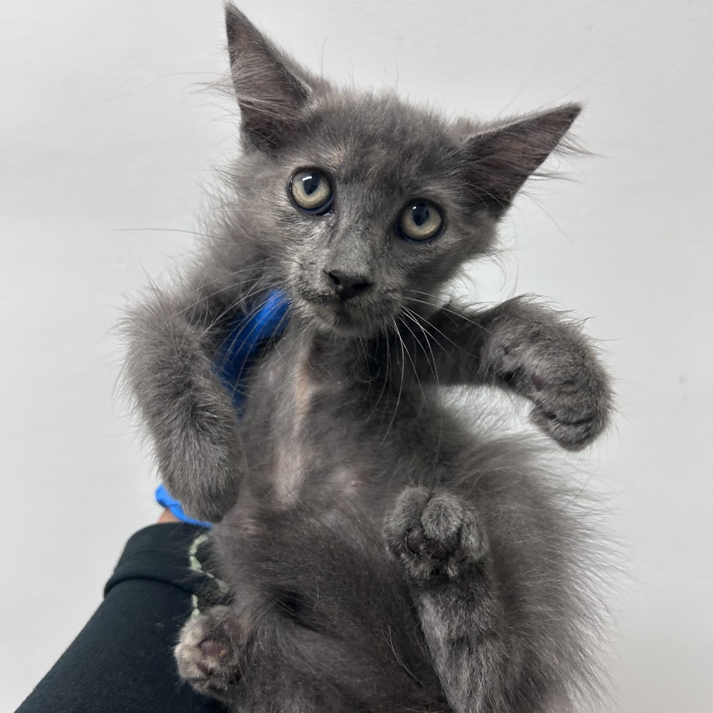 PRECIOUS - American Shorthair available for adoption