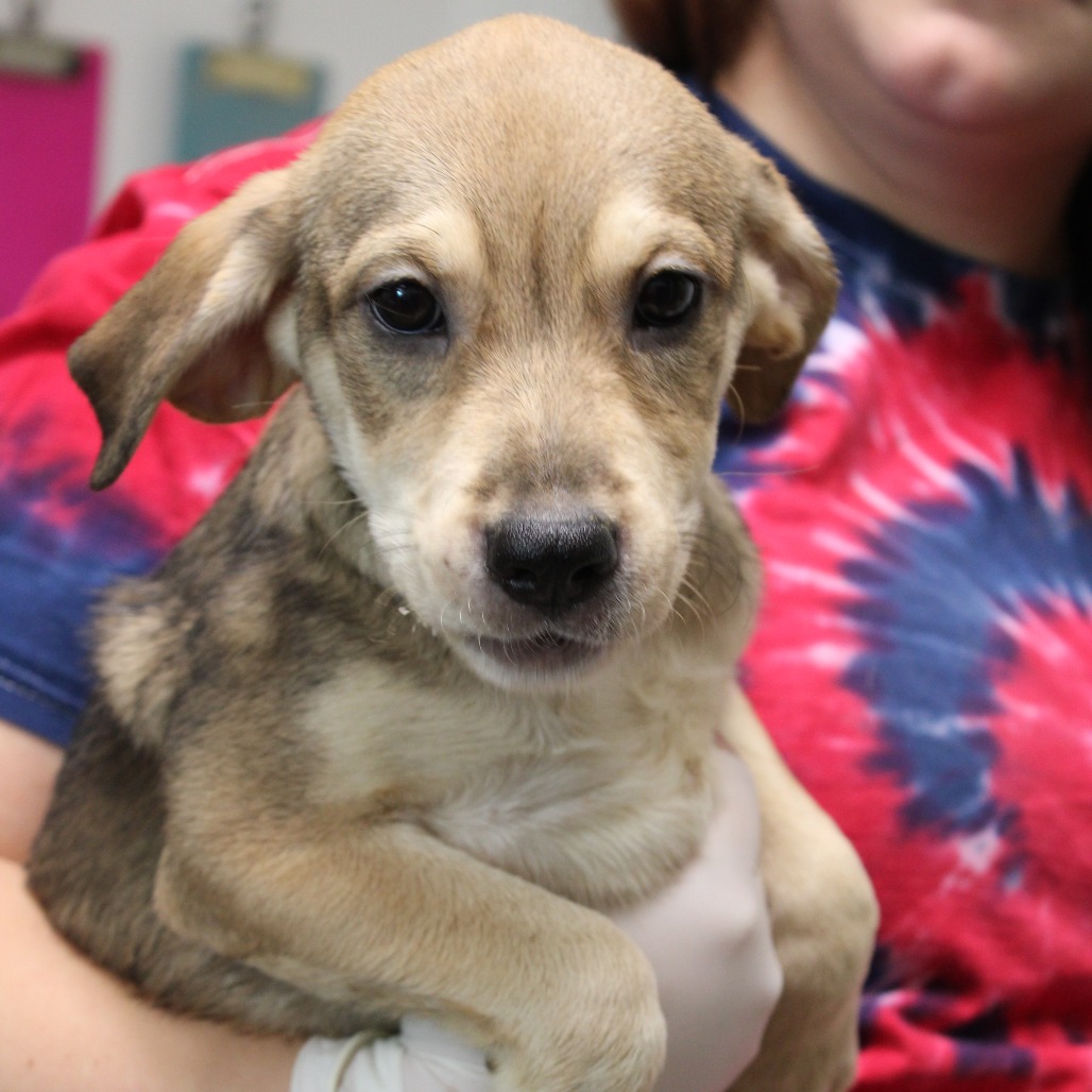 PINK - Shepherd, German / Beagle available for adoption