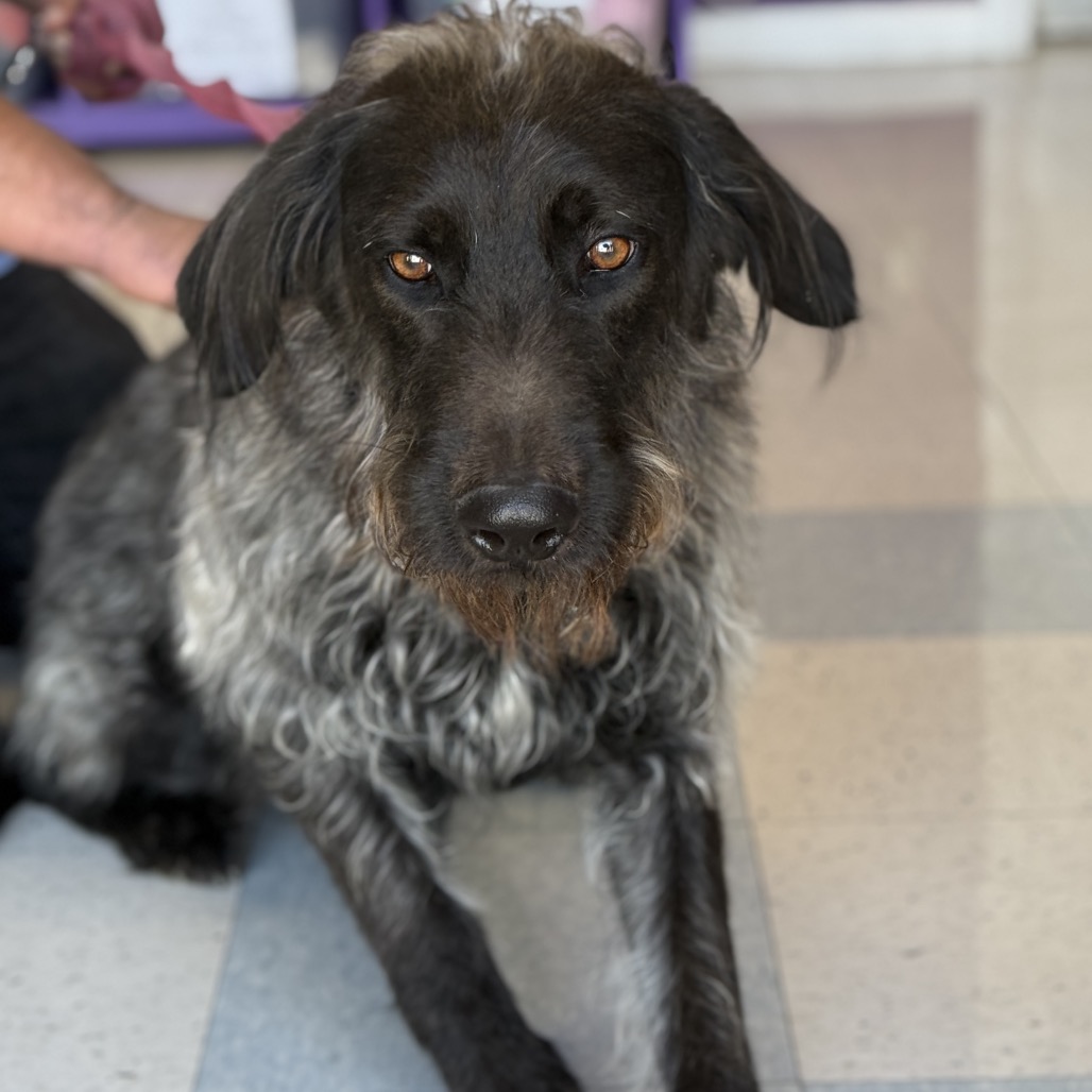 Luna Eclipse — thumbnail 2