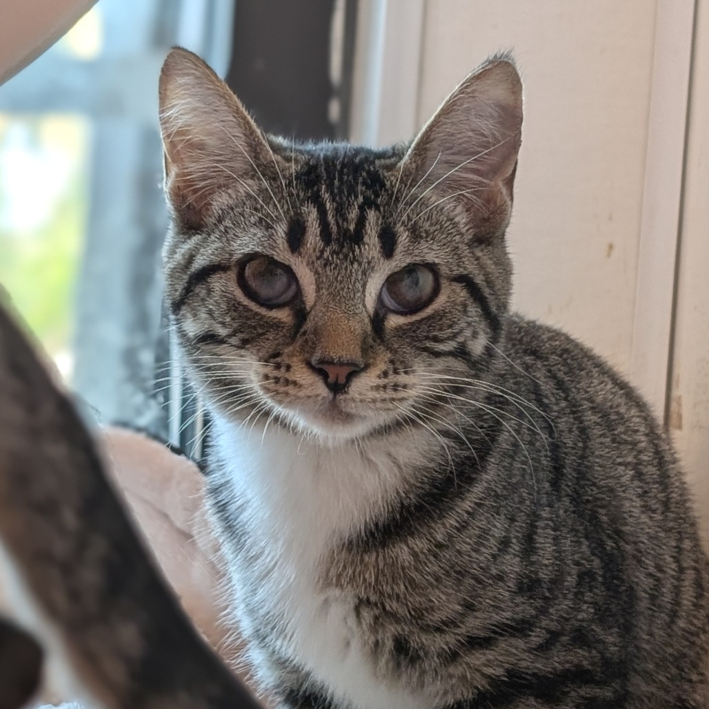 DRAGON - Domestic Shorthair available for adoption