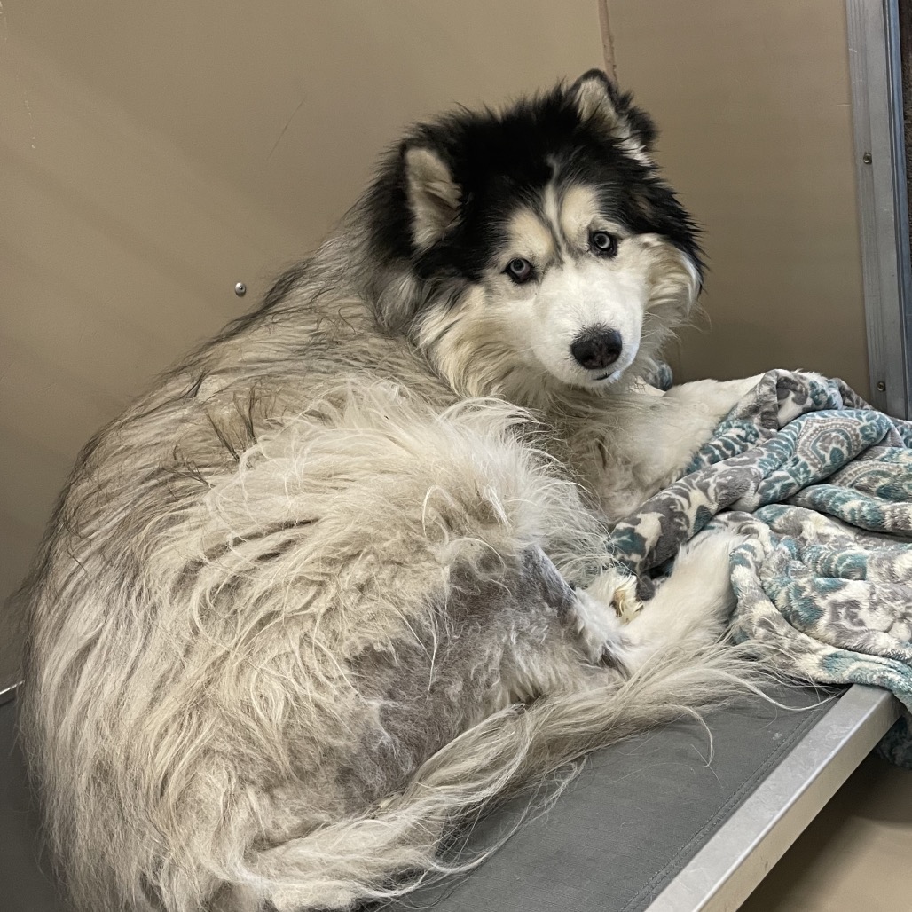 BALTO - Husky / Siberian available for adoption