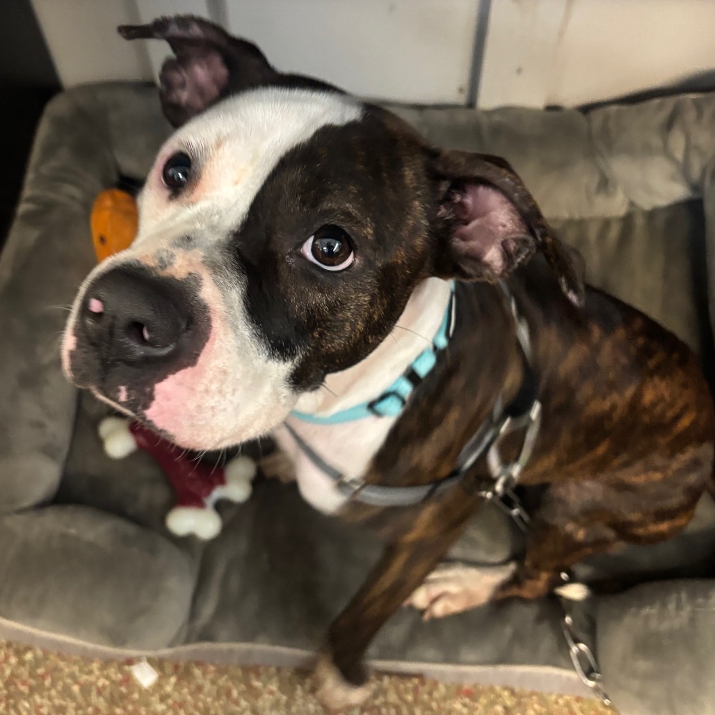 EMMA - Boxer / Terrier available for adoption