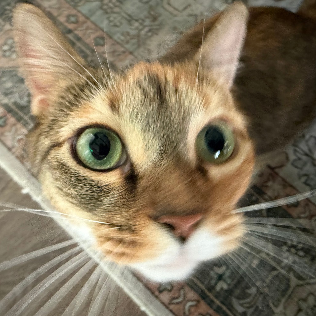 Nutmeg picture #13