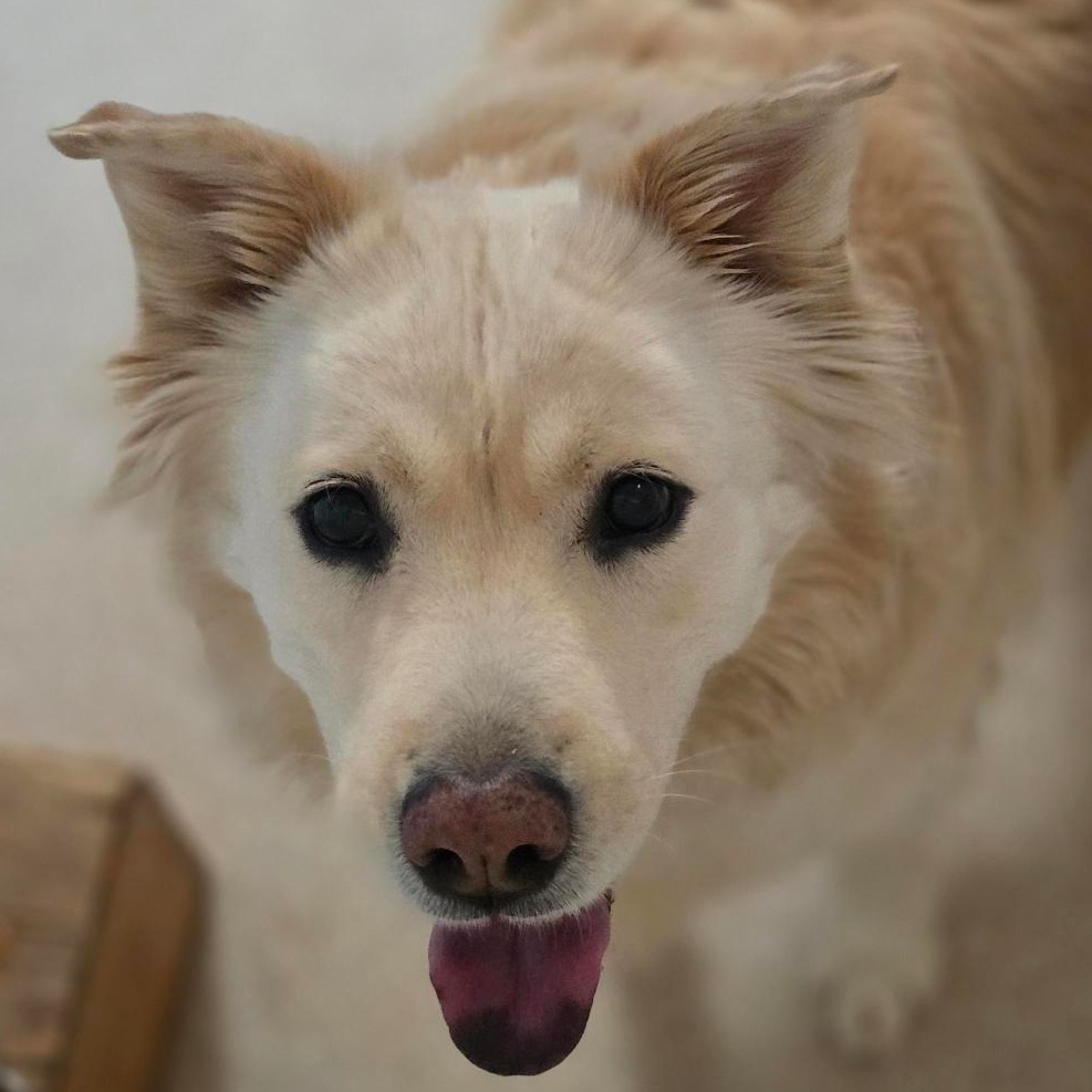 Blondie, photo 2