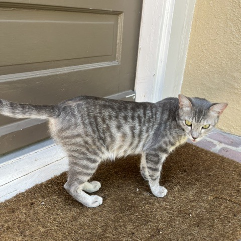 GHOST - Domestic Shorthair available for adoption