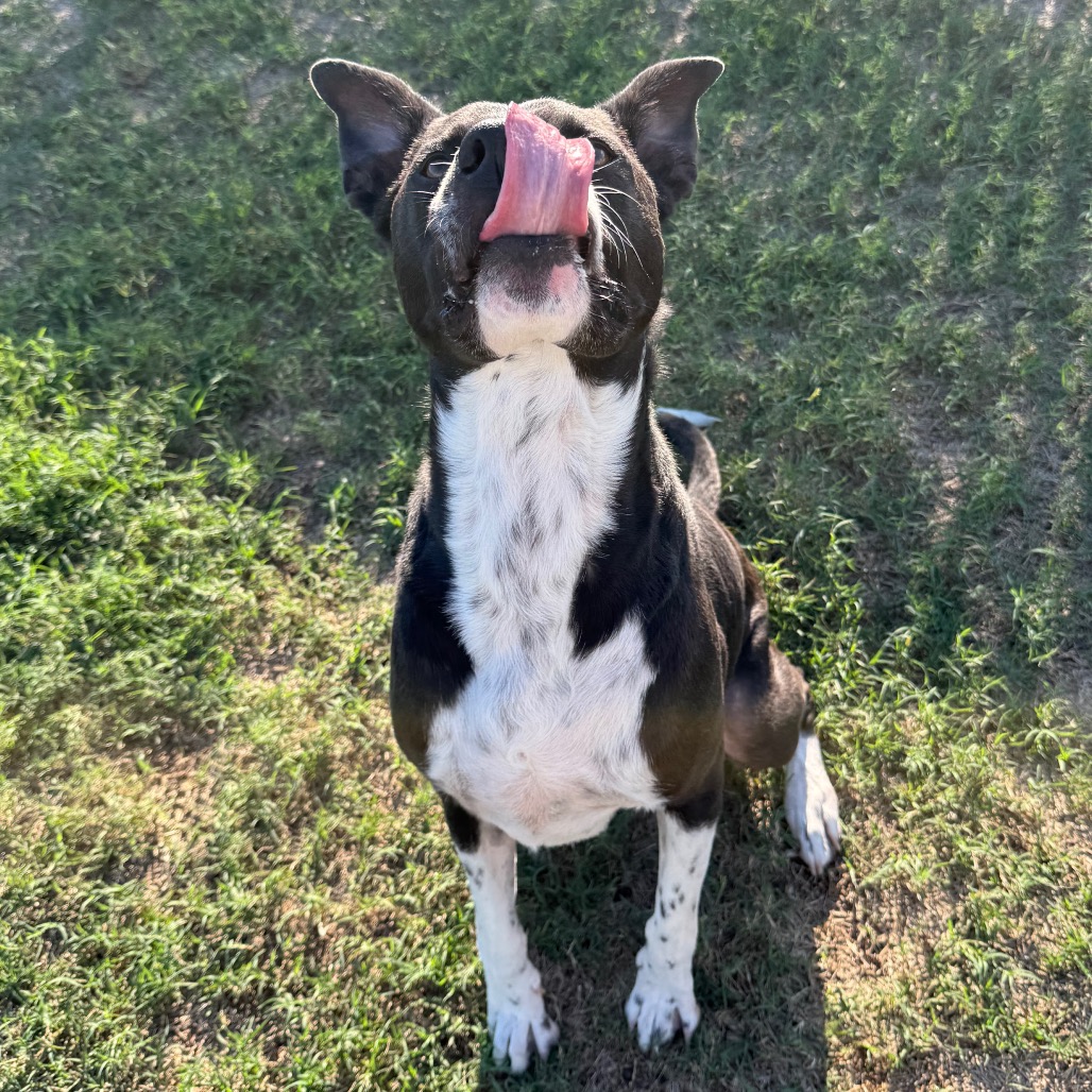 Oreo, photo 5