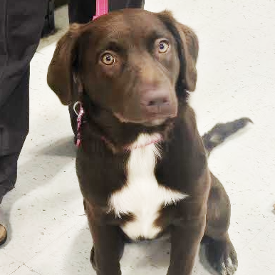 FREYA - Retriever, Chocolate Labrador / Spaniel for adoption in Silver Spring