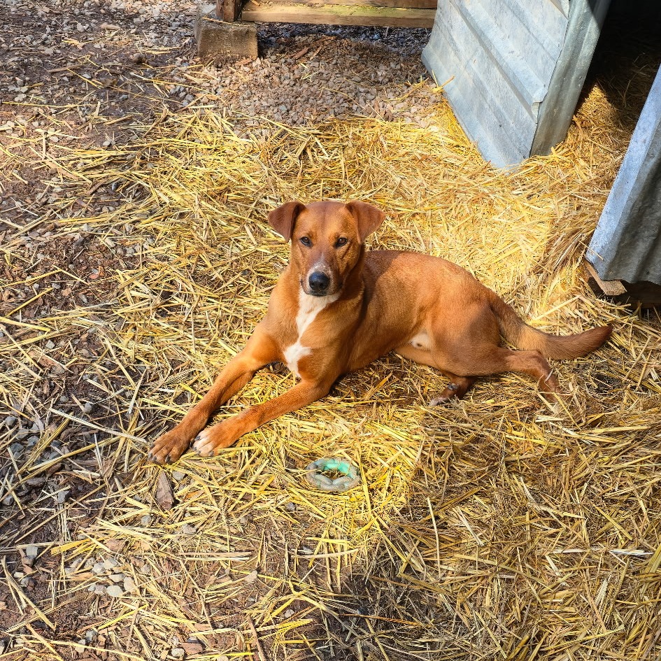 KODA, photo 26