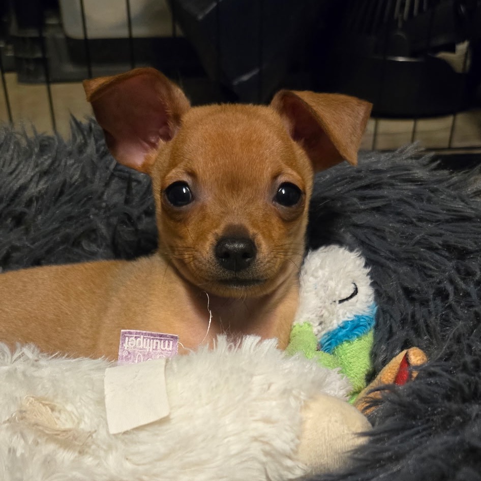 Colby, photo 8