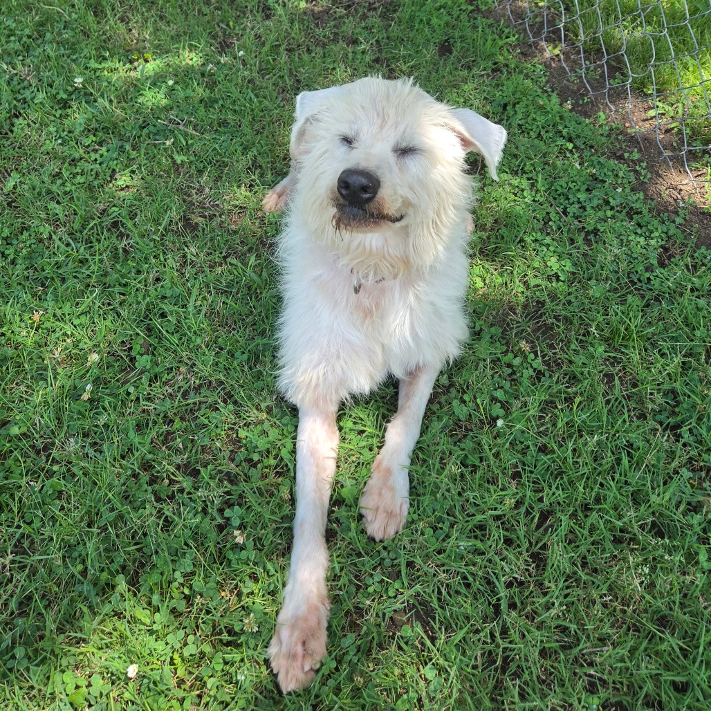 Shaggy photo 15