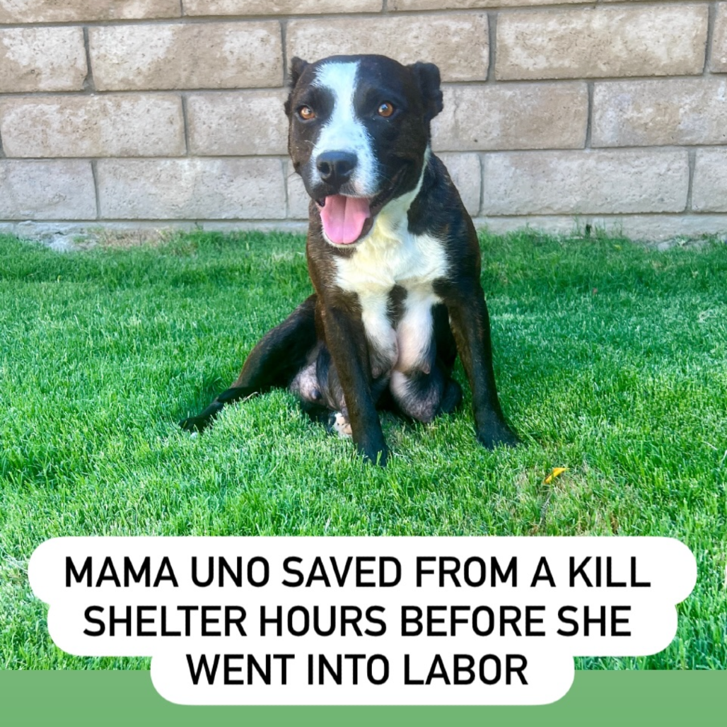 Mama Uno (Hasan), photo 2